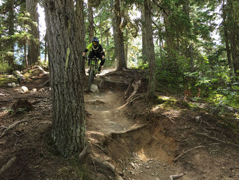 Man riding trees in forest