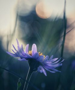 Close-up of purple flowering plant