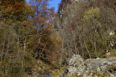 Trees in forest against sky