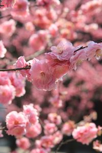 Close-up of pink cherry blossoms in spring