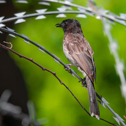 Close-up of bird perching on branch