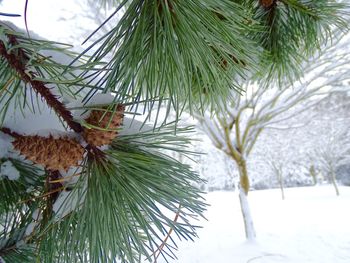 Close-up of snow covered tree against sky