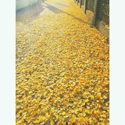 High angle view of yellow flowers on autumn leaves