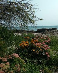 Flowers growing by sea against clear sky