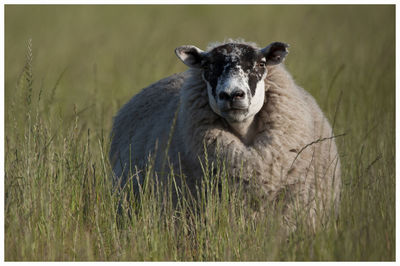 Portrait of sheep on a field