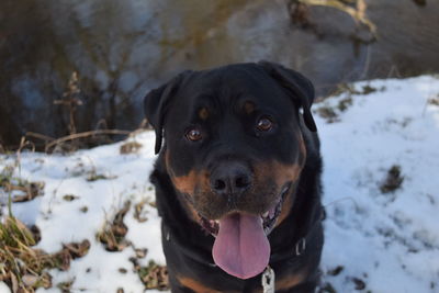 Portrait of a dog on snow covered field