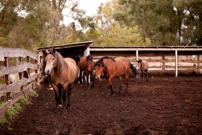 Horses standing in ranch