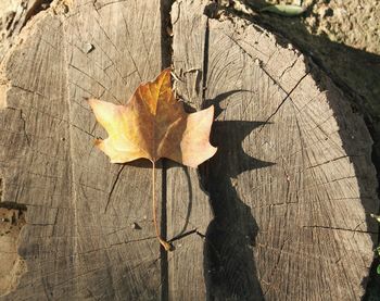 Close-up of maple leaf