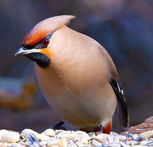 Close-up of bird