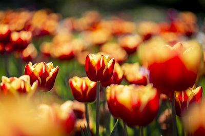 Close-up of red tulips on field