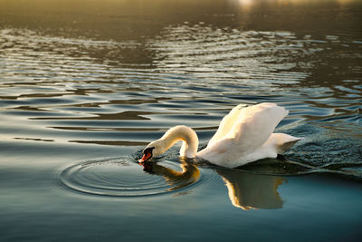 Swan floating on lake