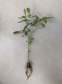 High angle view of plant against white background
