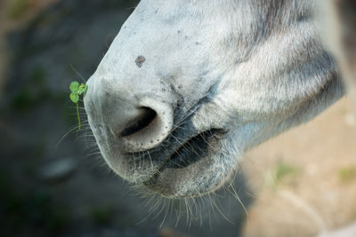 Close-up of horse outdoors