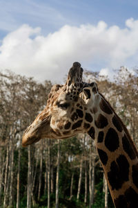 Side view of a giraffe 