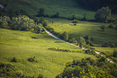 Scenic view of grassy field