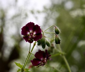 Close-up of pink flowering plant