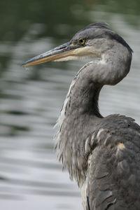 Close-up of gray heron