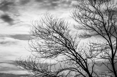 Low angle view of bare tree against sky