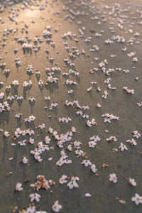 Fallen sakura flowers on the pavement in a city park.