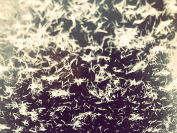 Full frame shot of snowflakes on plants