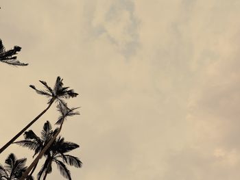 Low angle view of silhouette coconut palm tree against sky