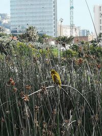 View of bird on field against buildings