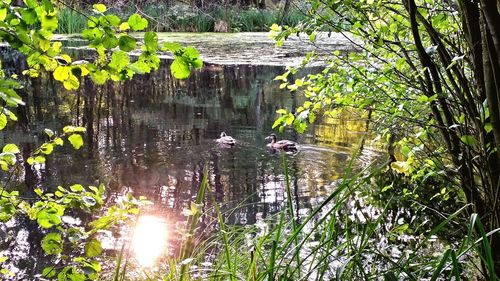 View of birds in lake