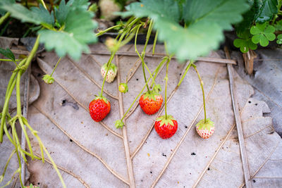 High angle view of fruits growing on plant