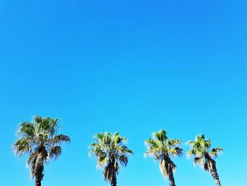 Low angle view of coconut palm trees against clear blue sky