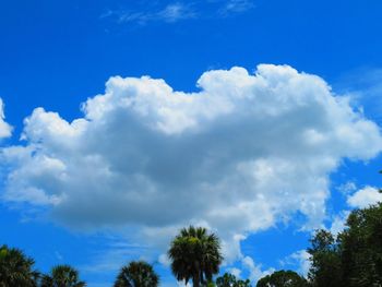 Low angle view of trees against blue sky