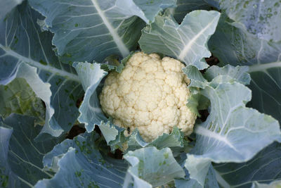 High angle view of vegetables