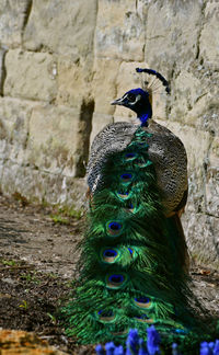 Close-up of peacock on wall