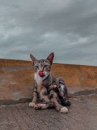 Portrait of cat sitting on rock against sky