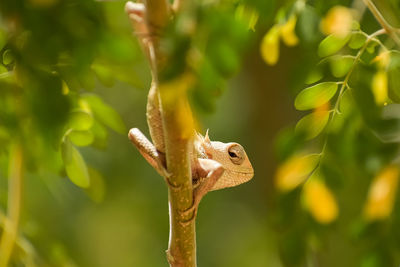 Close-up of a lizard on branch