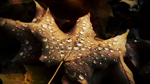 Close-up of wet maple leaf during autumn