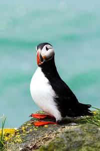 Close-up of bird perching on rock