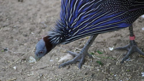 Close-up of bird on field