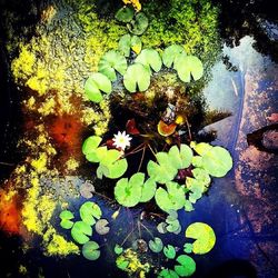 Leaves floating on water