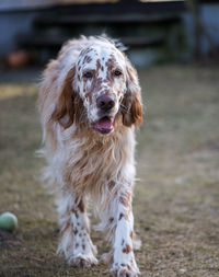 Dog english setter