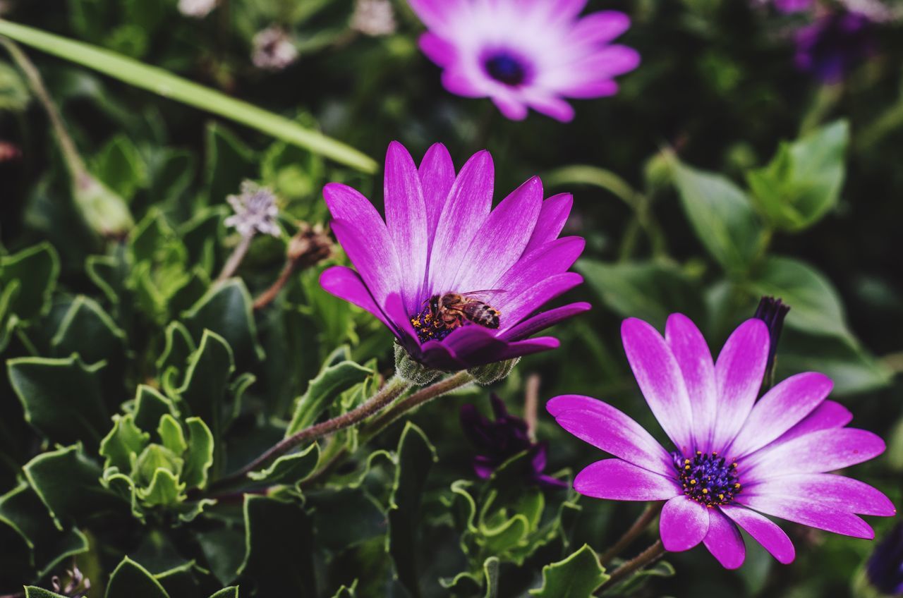 flower, petal, freshness, fragility, purple, flower head, growth, beauty in nature, blooming, close-up, focus on foreground, plant, nature, pollen, in bloom, leaf, stem, outdoors, pink color, day