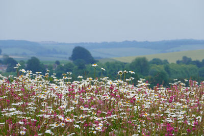 Flowering plants on field against sky