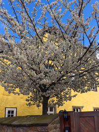 Low angle view of flowers on tree