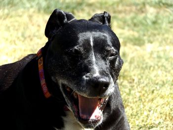 Close-up of dog looking away