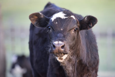 Close-up of cow