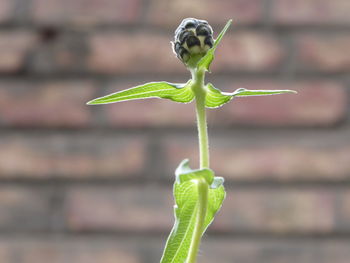 Close-up of plant