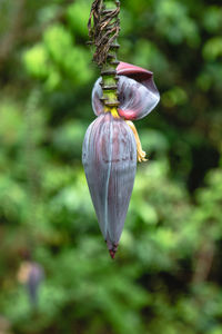 Close-up of shell on plant