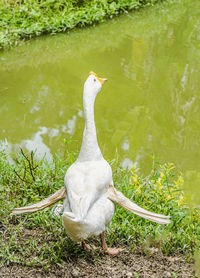 View of bird in lake