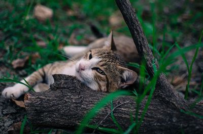 Cat lying on a land