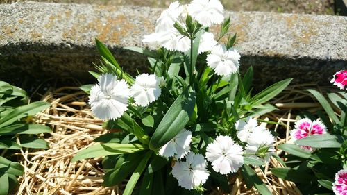 Close-up of white flowers blooming outdoors