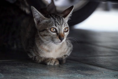 A kitten lie down on the ground looking at something.